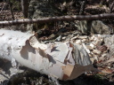 tree cut by a beaver